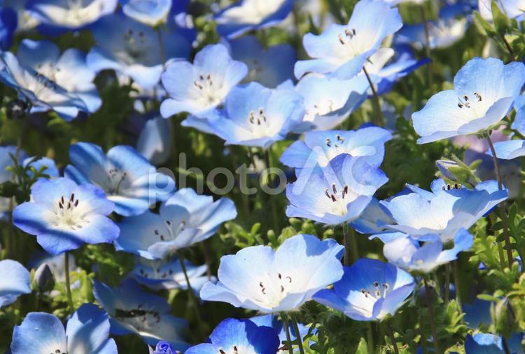ネモフィラ ネモフィラ,花,植物の写真素材