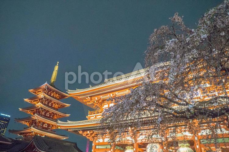 夜の浅草寺宝蔵門と五重塔と枝垂れ桜 浅草寺,宝蔵門,五重塔の写真素材