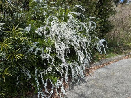 Spiraea, JPG Spiraea, JPG