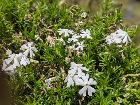 白い花 白い花,芝桜,植物の写真素材