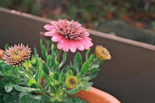 鮮やかな紫の花② 鮮やかな紫の花②の写真