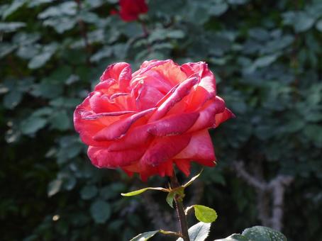 公園のバラ園に咲く赤い薔薇の花 公園のバラ園に咲く赤い薔薇の花の写真