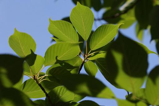 ソメイヨシノ ソメイヨシノ,葉,緑の写真素材