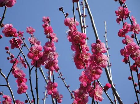 梅の花 梅の花の写真