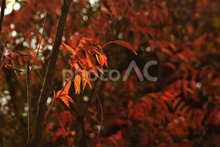 夕日に映えるハゼの紅葉。 夕日,映える,ハゼの写真素材