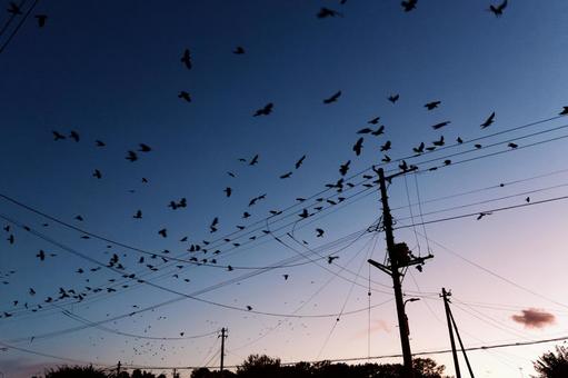 夕暮れに舞うカラスの群れ 夕暮れに舞うカラスの群れ 夕暮れに舞うカラスの群れ,カラス,烏の写真素材
