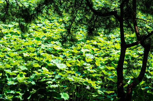 A cluster of lotus flowers peeking out from the shade of a tree, JPG