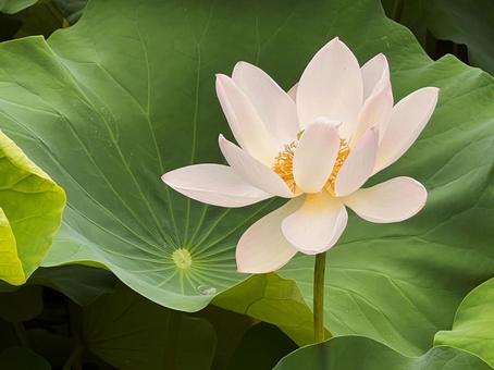 Lotus flower, JPG