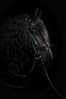静かな雰囲気の黒い馬 静かな雰囲気の黒い馬 馬,馬の顔,アップの写真素材