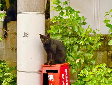 消化器ボックスの上に座る黒猫 消化器ボックスの上に座る黒猫 猫,ネコ,ねこの写真素材