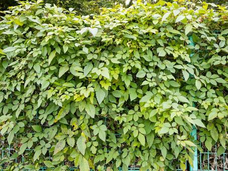 ヤブガラシ ヤブガラシ,ビンボウカズラ,つる植物の写真素材