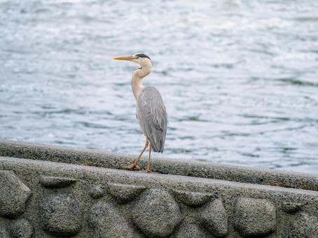 水辺のアオサギ 水辺のアオサギ サギ,アオサギ,野鳥の写真素材
