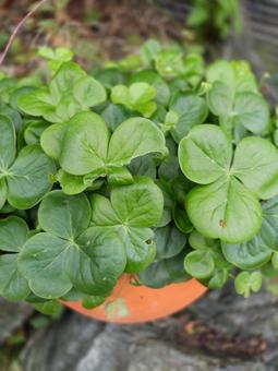 オキザリスの写真