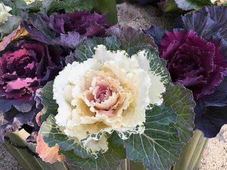 葉牡丹 葉牡丹,花,植物の写真素材
