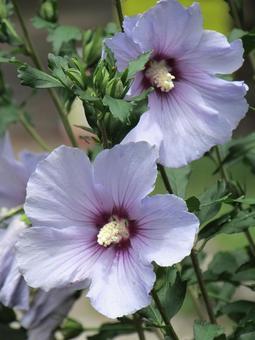 Photo, muggets, hibiscus, blue satin, 
