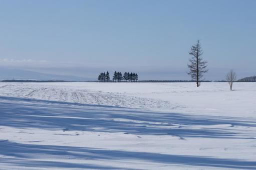 影を映す冬の畑と木々 影を映す冬の畑と木々の写真