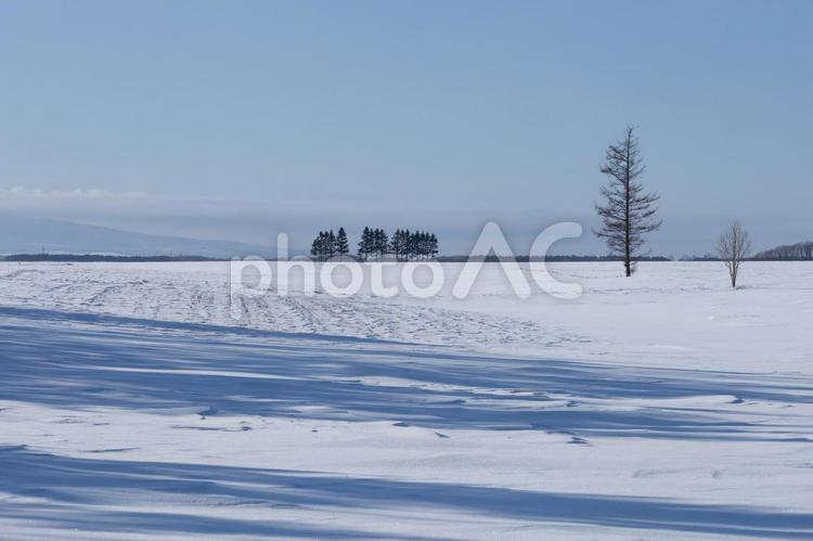 影を映す冬の畑と木々 雪原,青空,影の写真素材