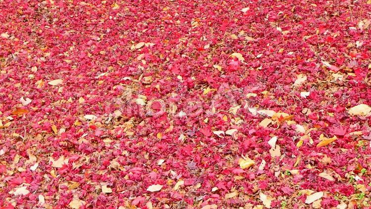 紅葉したモミジの絨毯 秋,落ち葉,紅葉の写真素材