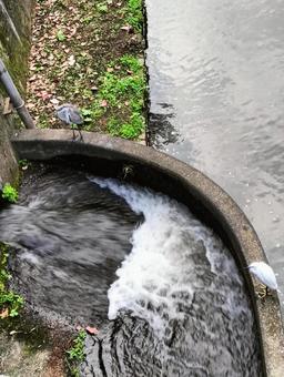 シラサギとアオサギの写真