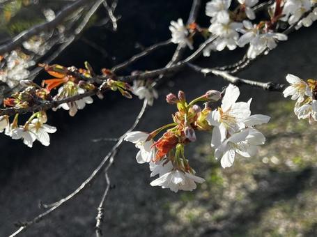 白い花 白い花の写真