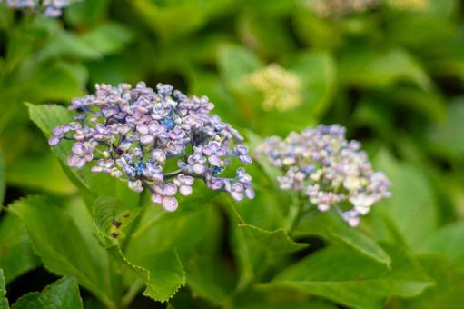 Hydrangea, JPG Hydrangea, JPG