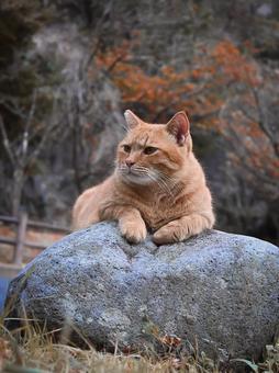 野良猫 猫,ねこ,ネコの写真素材