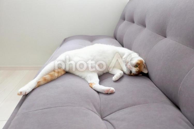 ソファと猫_05 猫画像,ねこ写真,ソファの写真素材