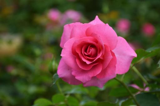 ピンク薔薇の写真