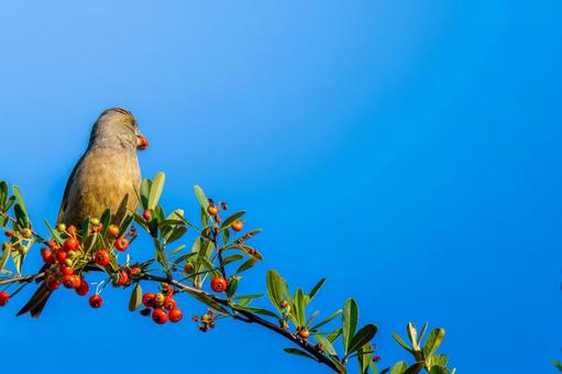 ピラカンサとカワラヒワ・コピースペース カワラヒワ,野鳥,鳥の写真素材