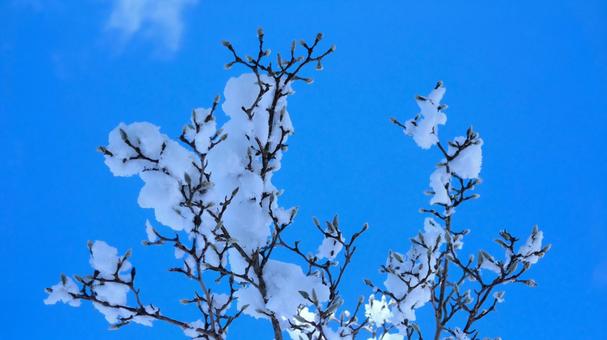 雪のコートを着た木蓮 雪のコートを着た木蓮 冬,自然,草の写真素材