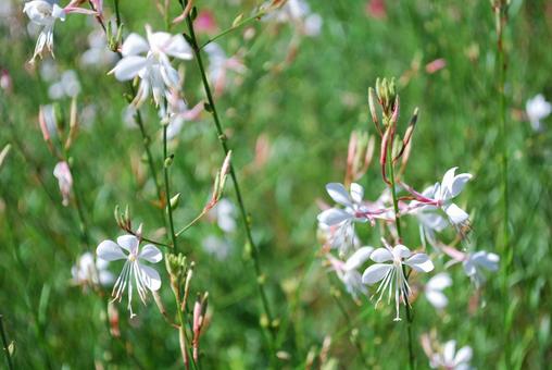 White Gaura flower, JPG