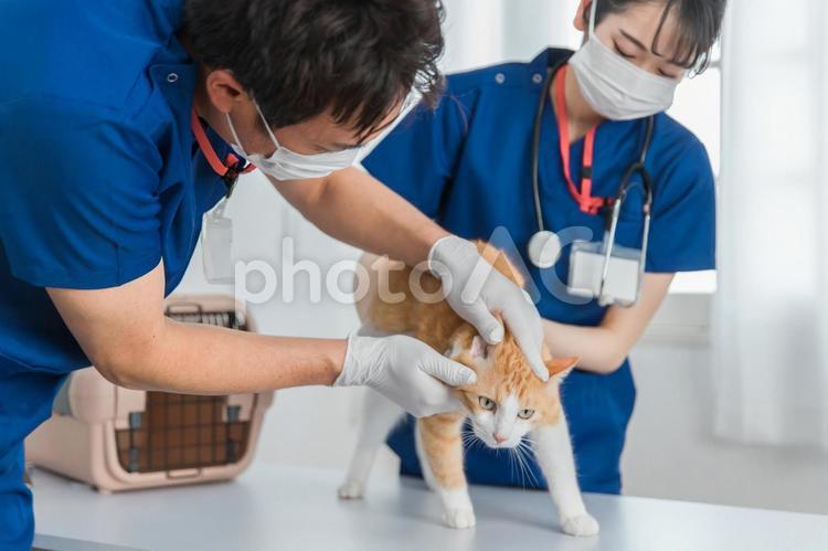 動物病院で猫の顔を診察する獣医師 獣医,獣医師,猫の写真素材