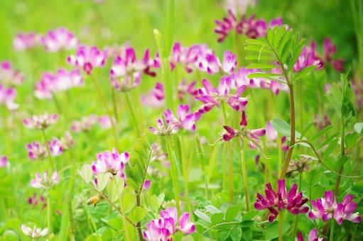 Lotus grass, JPG