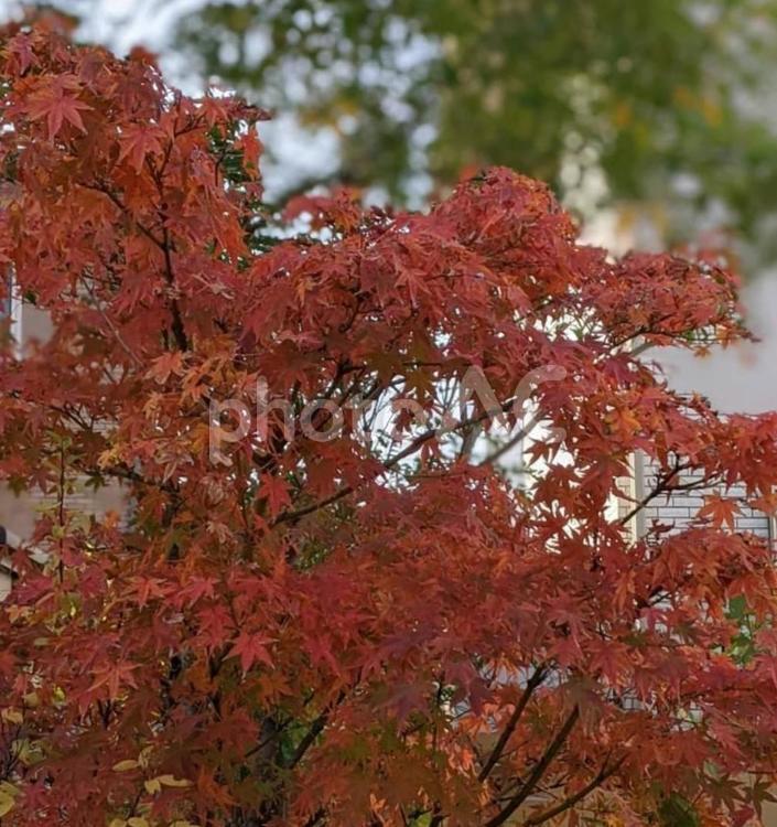 紅葉　もみじ　モミジ　秋　秋の風景 もみじ,モミジ,紅葉の写真素材