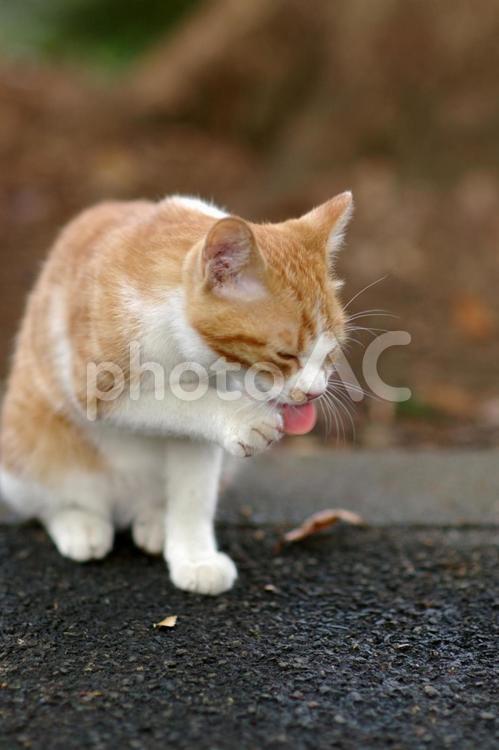 顔を洗う植込みの茶トラの仔猫 ネコ,仔猫,茶トラ猫の写真素材