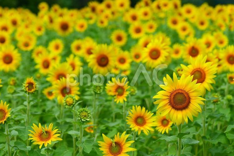上郷のひまわり畑。遠野、岩手。8月下旬。 向日葵,ひまわり,花の写真素材