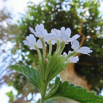 バーベナ バーベナの写真