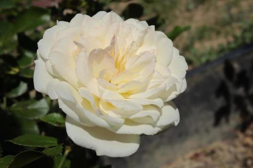 バラ園に咲く白い薔薇を撮りました バラ園に咲く白い薔薇を撮りましたの写真
