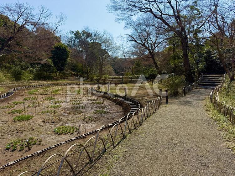 明治神宮　御苑　冬の花菖蒲畑 明治神宮御苑,御苑,庭園の写真素材