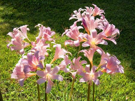夏水仙 夏水仙 花菜ガーデン,夏,彼岸花の写真素材