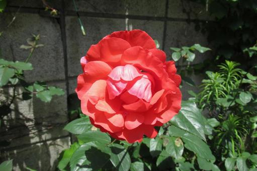 Red roses in a flowerbed bathed in sunlight, JPG Red roses in a flowerbed bathed in sunlight, JPG
