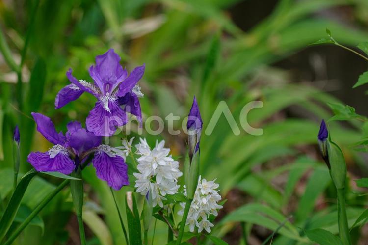 紫のアヤメの花 アヤメ,紫,カキツバタの写真素材