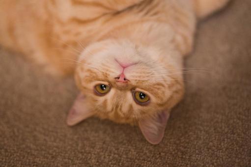 Brown tabby cat, JPG