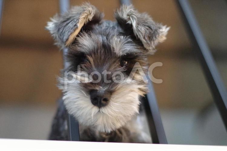 我が家のアイドル犬　ひょっこり☆ 犬,ミニチュアシュナウザー,シュナウザーの写真素材