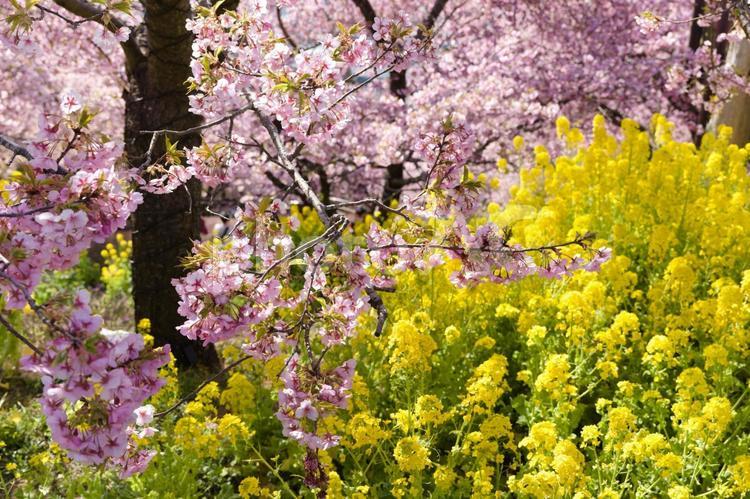 西平畑公園のまつだ桜まつりの桜と菜の花 菜の花,桜,まつだ桜まつりの写真素材