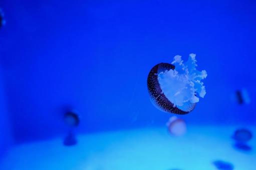 Cannonball Jelly, JPG