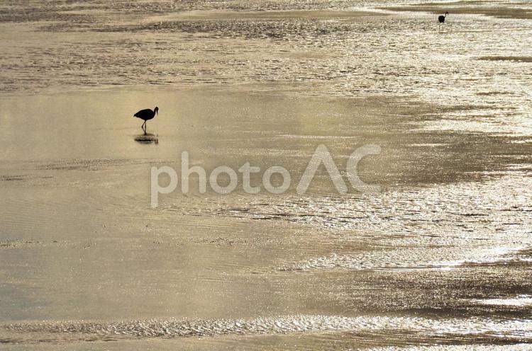 濡れた砂浜と一羽の鳥 鳥,浜,砂浜の写真素材