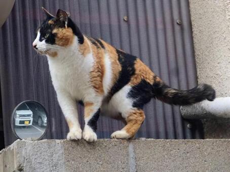 天気を予知する 猫,動物,catの写真素材