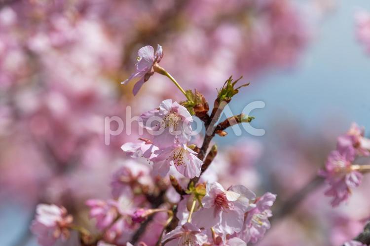 春風に揺れる早咲きの桜 桜,花,花びらの写真素材