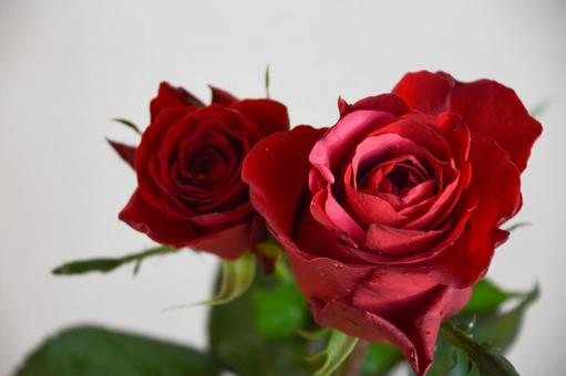 赤い薔薇 赤い薔薇 ばら,薔薇,美しいの写真素材